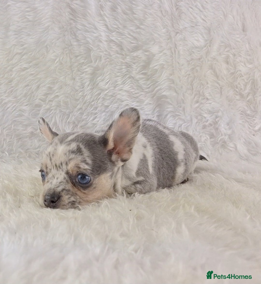 Chihuahua dogs for sale: Chihuahua X French Bulldog Puppies  - Image 10