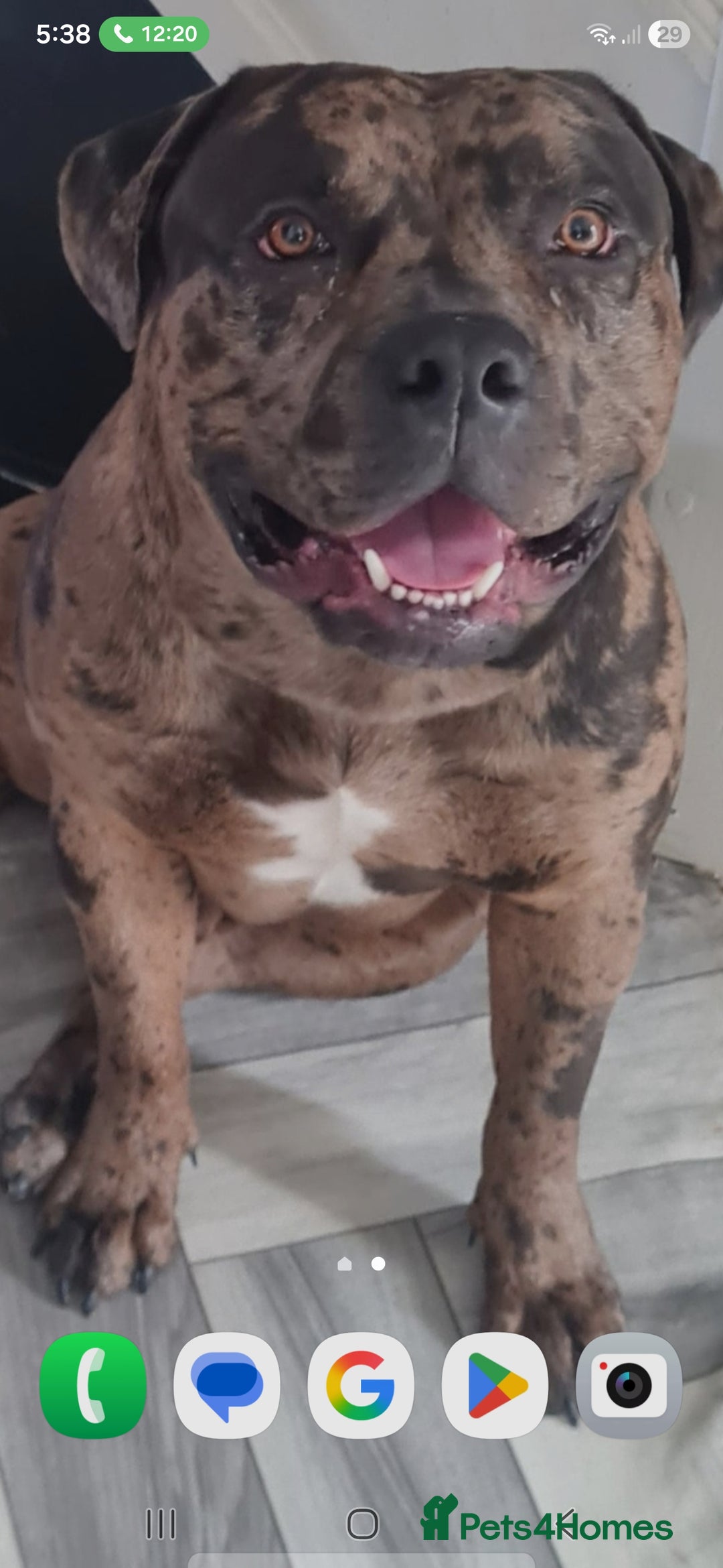 American Bulldog dogs for sale: Two loving dogs available due to medical issues - Advert 3