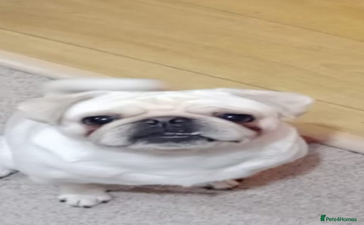 Pug dogs - Advert 3