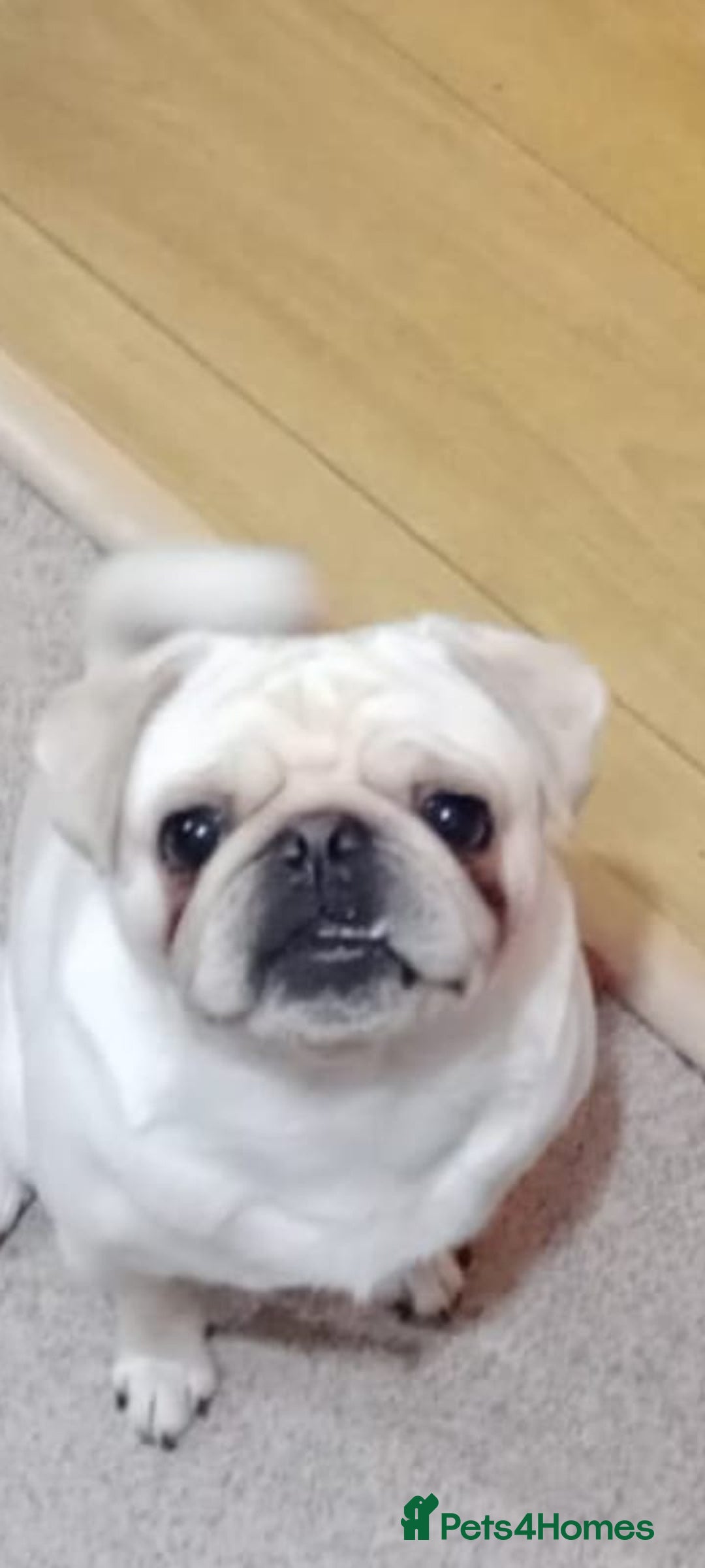 Pug dogs for stud: Casper - Image 1