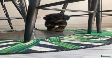 Cavapoo dogs in Blackpool - Advert 11