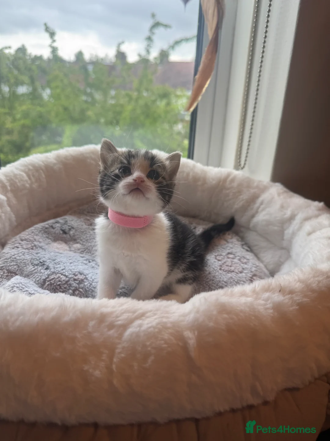 Mixed Breed cats for sale: Gorgeous kittens looking for forever home  - Advert 2