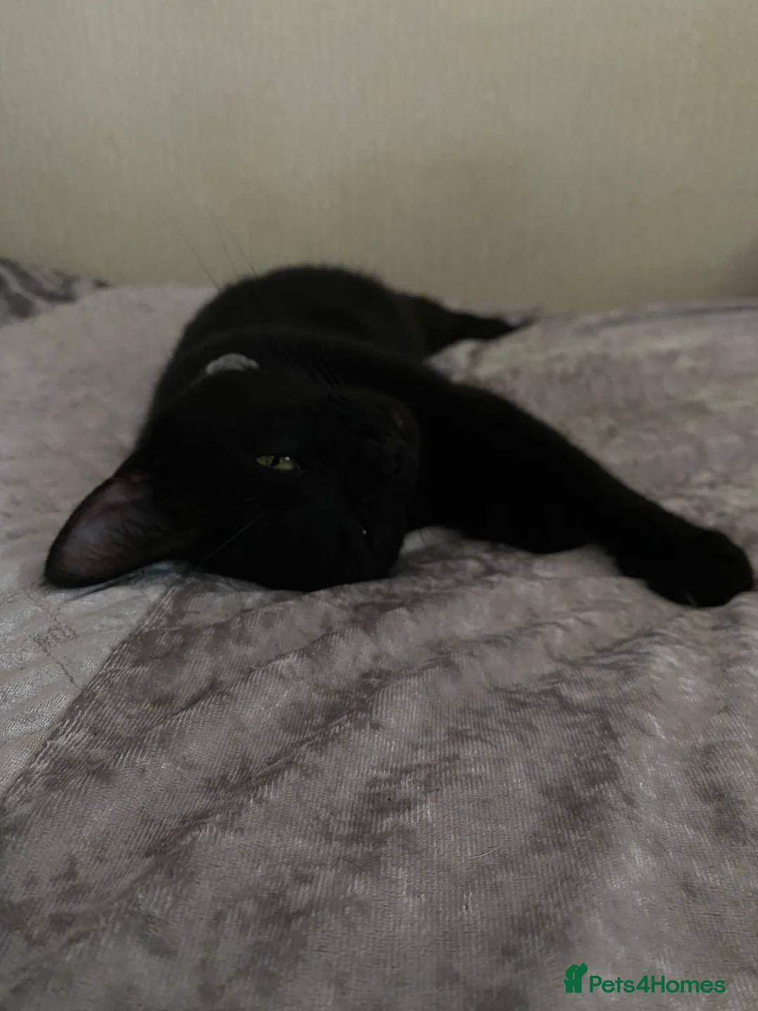 Mixed Breed cats for sale: Beautiful black kittens in West Bromwich - Advert 6