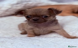 Chug dogs for sale: Teacup female long coat  - Image 2