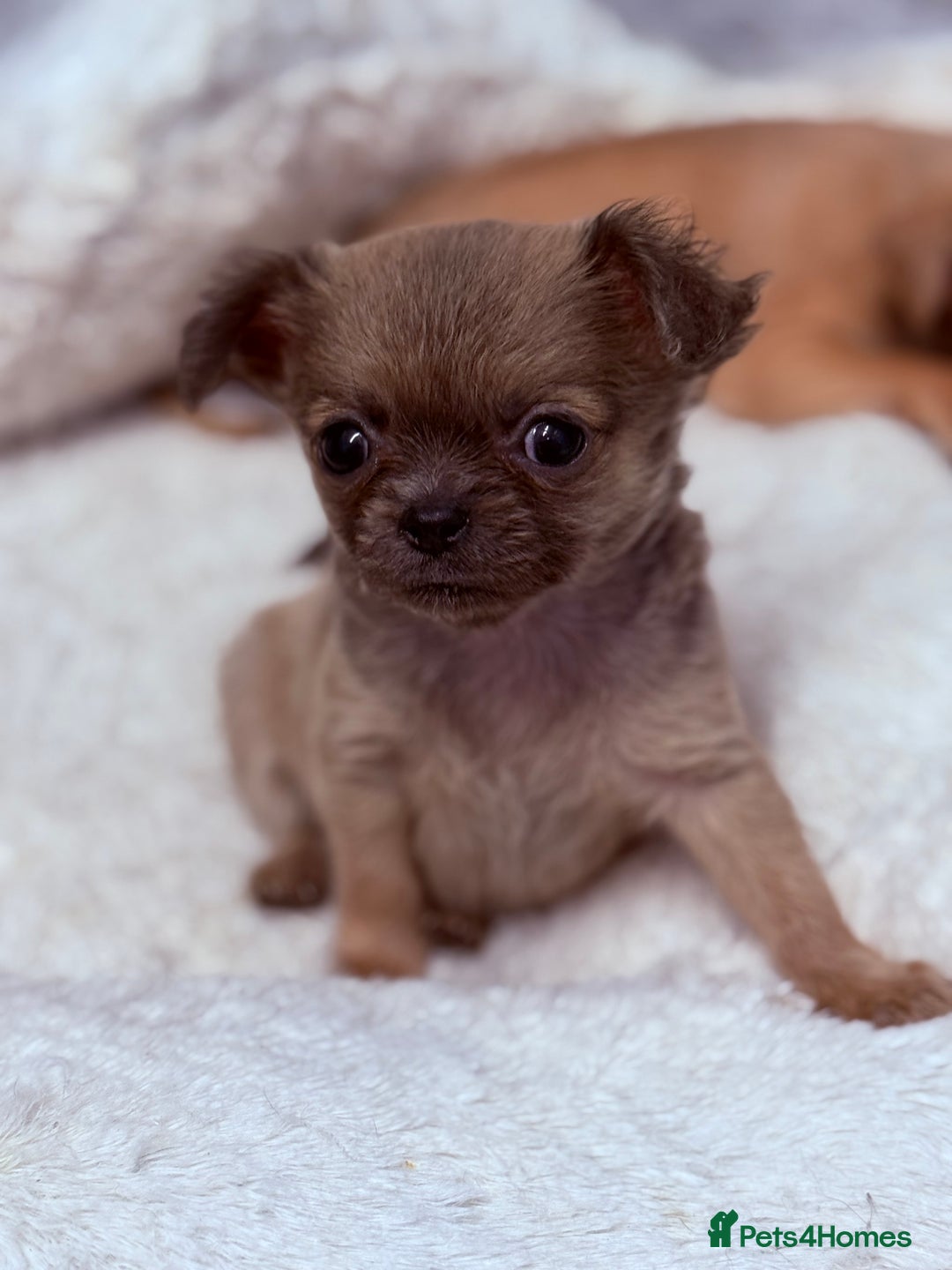 Chug dogs for sale: Teacup female long coat  - Image 2