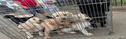 Labrador Retriever dogs for sale: Beautiful KC Registered Labrador Puppies  - Advert 9