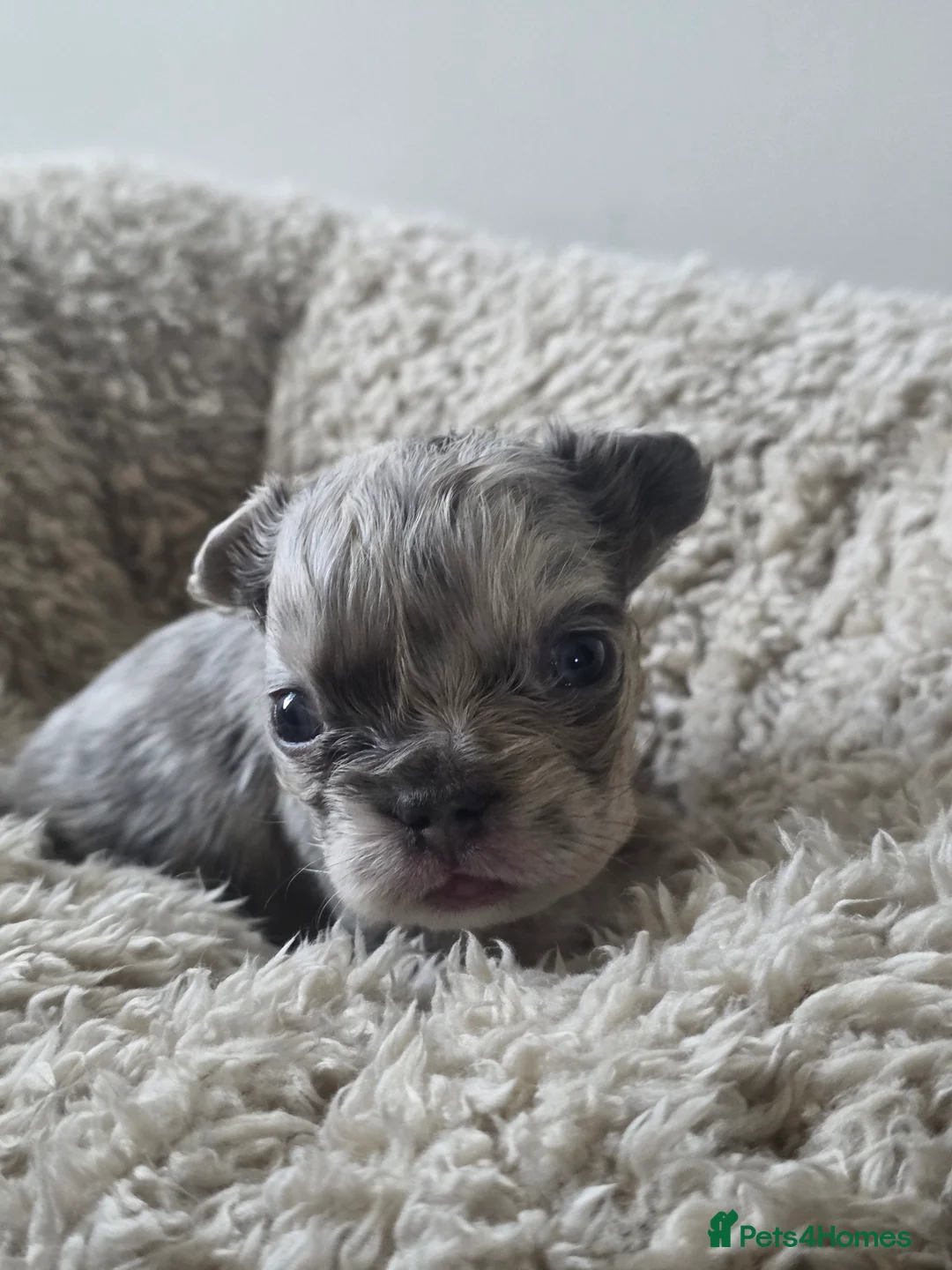 French Bulldog dogs for sale: French Bulldog (4 visual Fluffys) - Advert 20