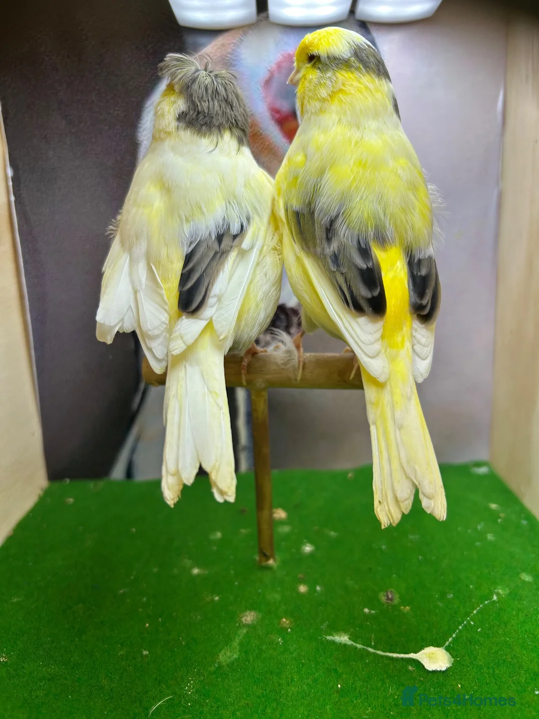 Canaries birds for sale: Pair of gloster canaries  - Advert 2