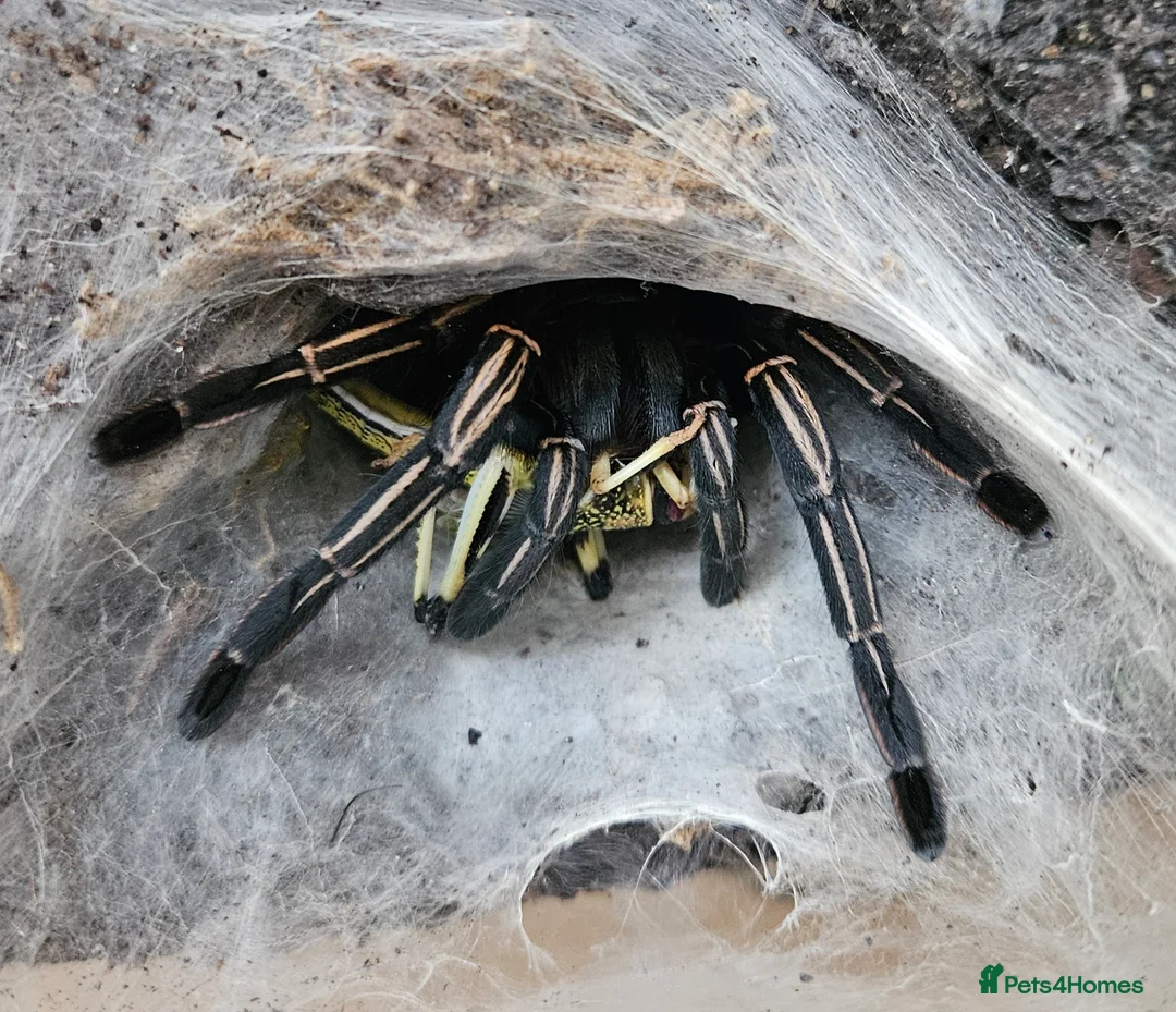 Spiders invertebrates for sale: Females and mature male  in Wolverhampton - Advert 2