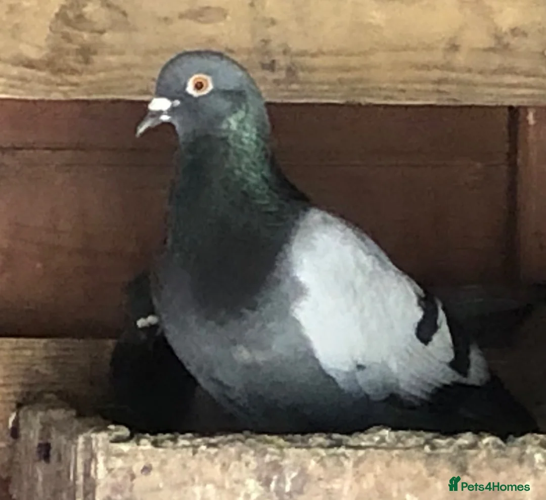 Pigeons birds for sale: RACING PIGEONS - Advert 2
