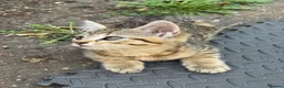 Mixed Breed cats for sale: 3 cute cats looking for a new home  in London - Advert 9