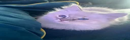 Ragdoll cats for sale: 😻💕 Female pure bred Ragdolls 💕😻 - Advert 6