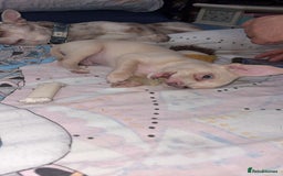 Chihuahua dogs for sale: Beautiful girl grey and black Chihuahua puppy - Image 2