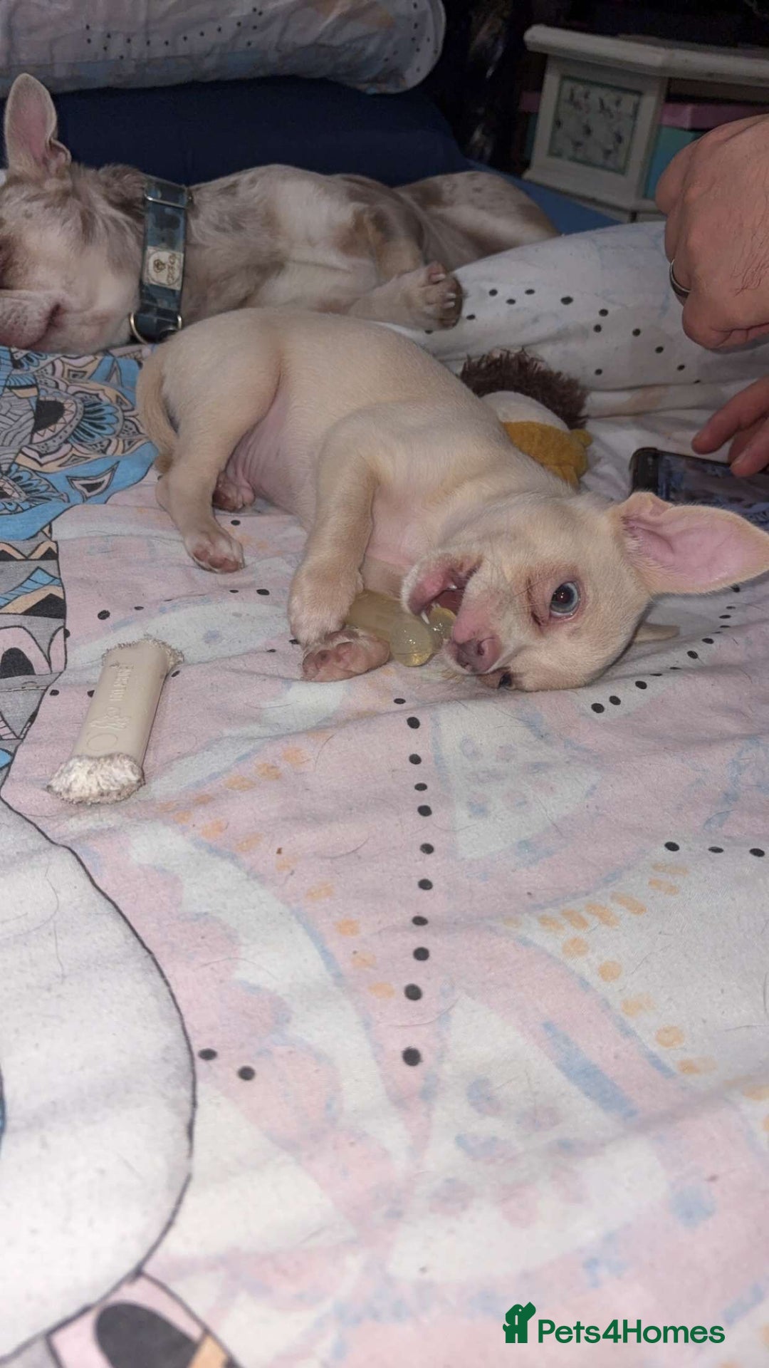 Chihuahua dogs for sale: Beautiful girl grey and black Chihuahua puppy - Image 2