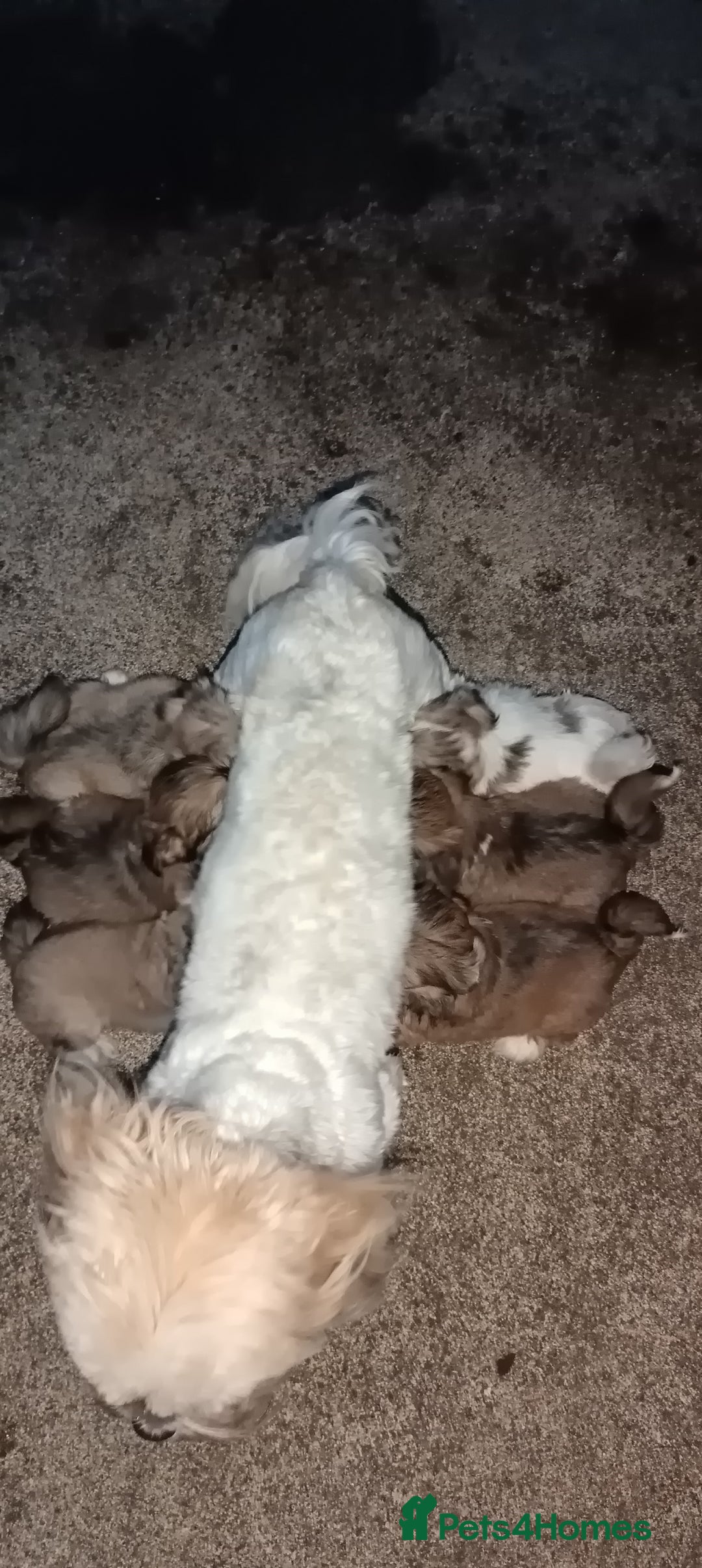 Lhasa Apso dogs for sale: Pure bred Lhasa apso pups  - Image 14
