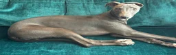 Whippet dogs for sale: Beau 6 months male grey whippet  in Stoke-on-Trent - Advert 2