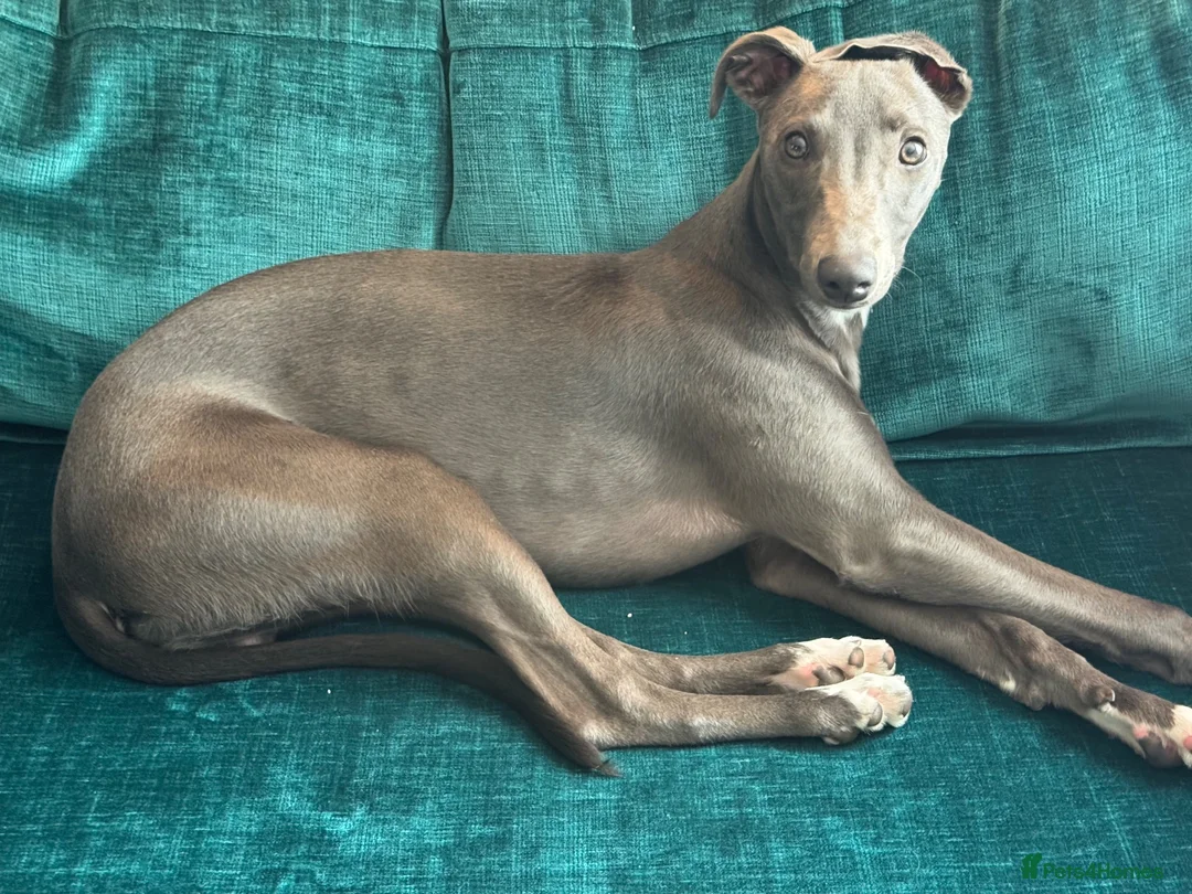 Whippet dogs for sale: Beau 6 months male grey whippet  in Stoke-on-Trent - Advert 2