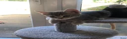 Mixed Breed cats for sale: Adorable and playful mixed-breed kittens for sale - Advert 18