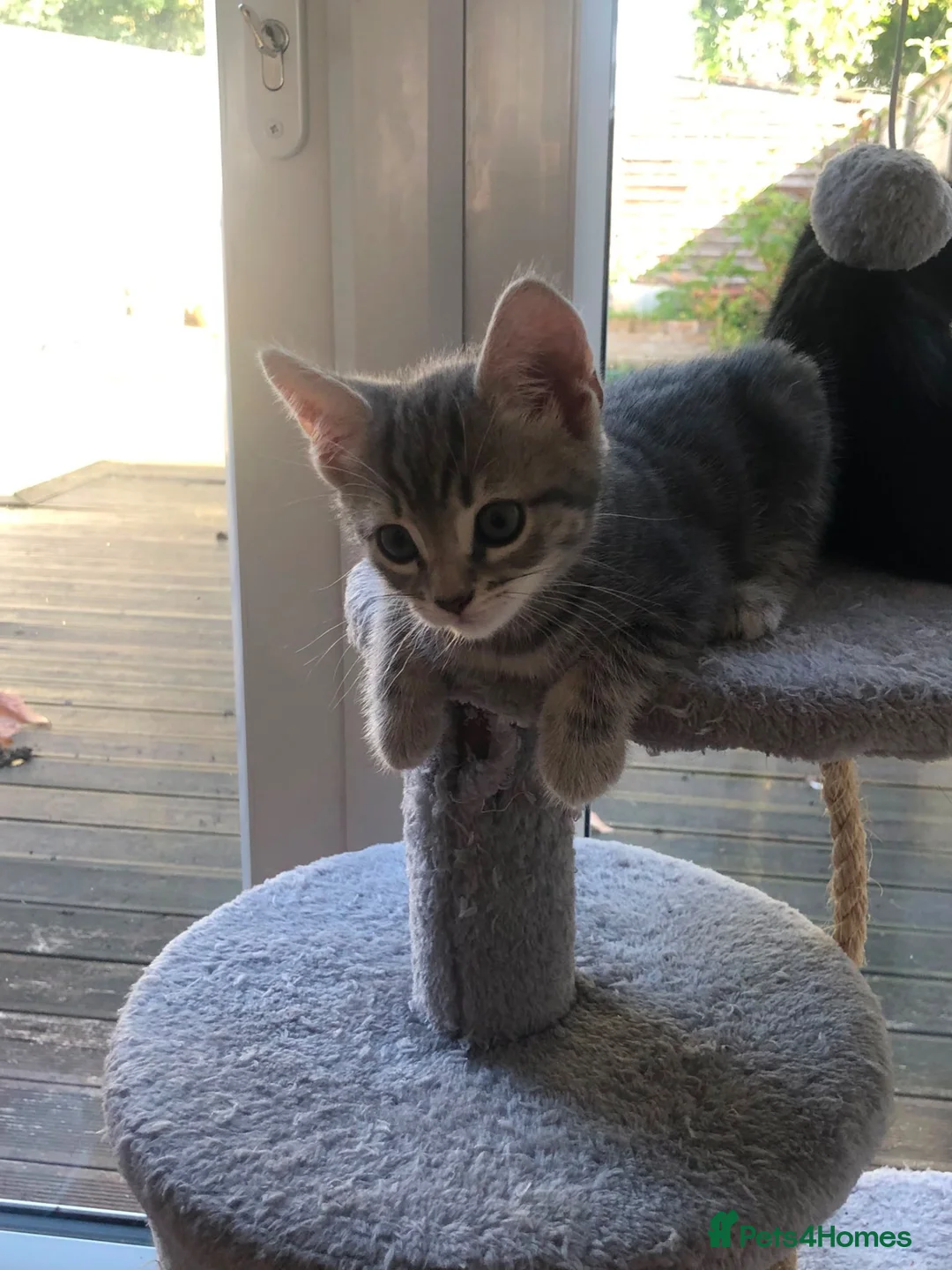 Mixed Breed cats for sale: Adorable and playful mixed-breed kittens for sale - Advert 18
