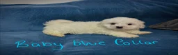 Bichon Frise dogs for sale: 6 Beautiful bichon frise puppies 🐶  in Doncaster - Advert 14