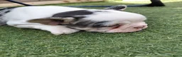French Bulldog dogs for sale: Female french bulldog - Advert 4