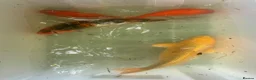 Koi Carp fish for sale: Mixed Koi Carp Golden Orfe Fish Collection - Advert 12