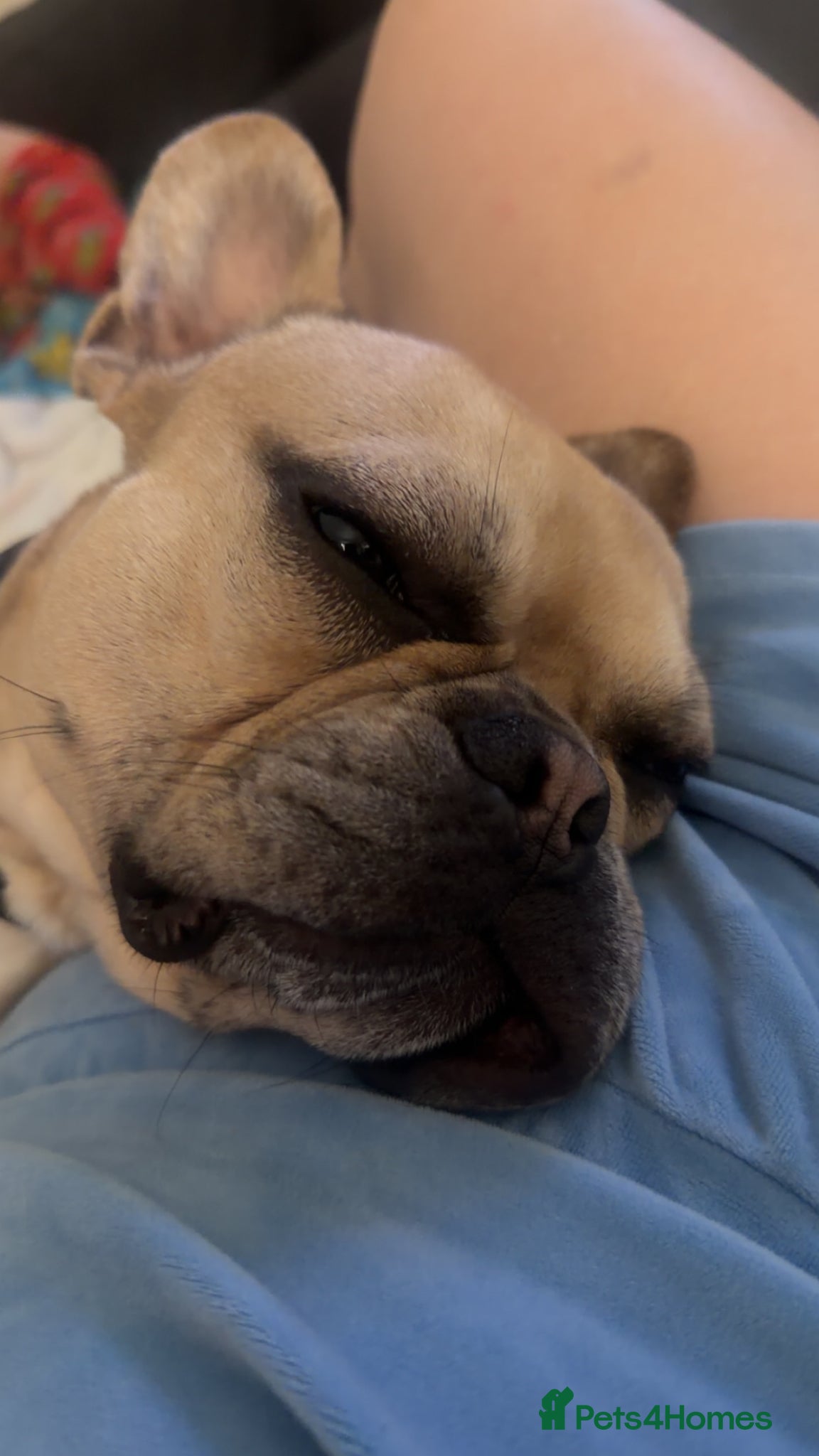 French Bulldog dogs Tyson French bulldog  - Advert 2