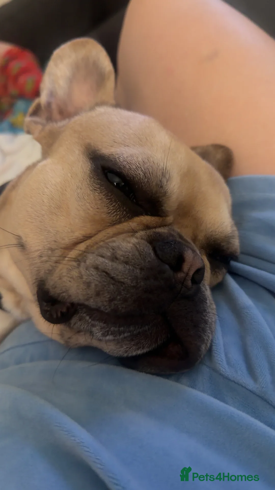 French Bulldog dogs for sale: Tyson French bulldog  - Advert 1
