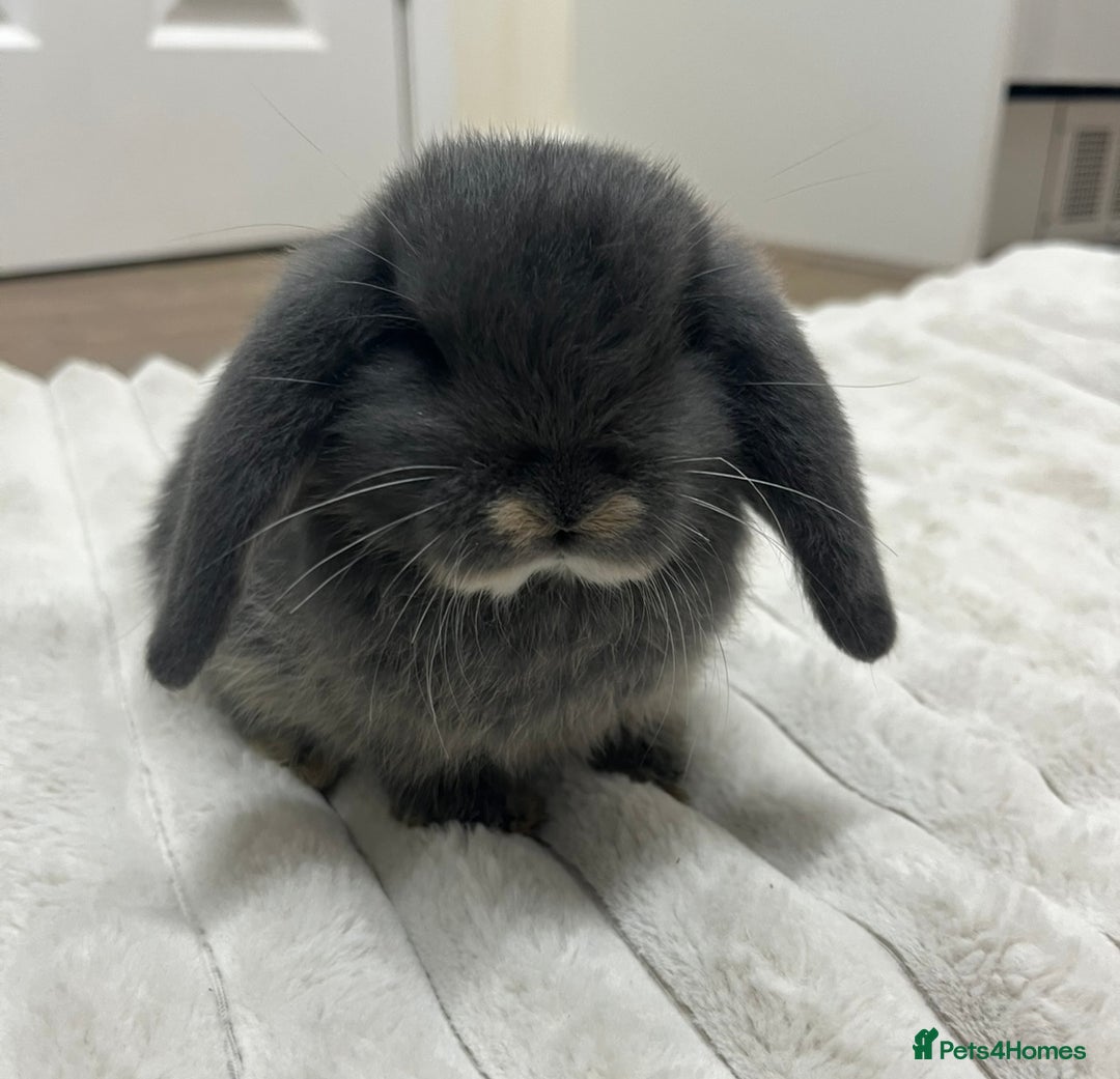 Mini Lop rabbits for sale: Gorgeous Mini Lop Babies - Image 2