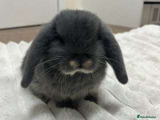 Mini Lop rabbits - Advert 2