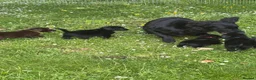 Flat coated Retriever dogs for sale: Gorgeous liver and black Flatcoat Retrievers - Advert 21