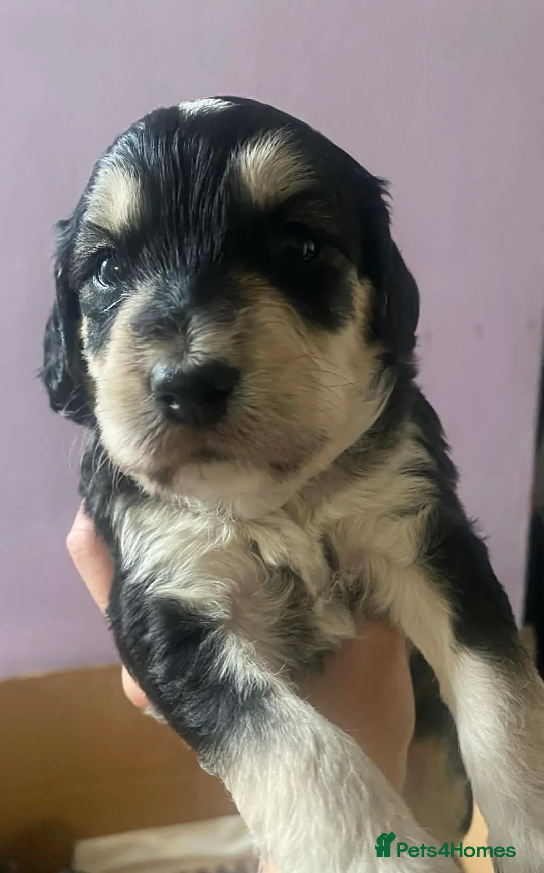 Sproodle dogs for sale: 🧸Sproodle puppies 🧸 - Advert 1