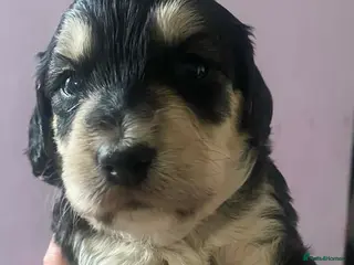 Sproodle dogs 🧸Sproodle puppies 🧸 - Advert 1