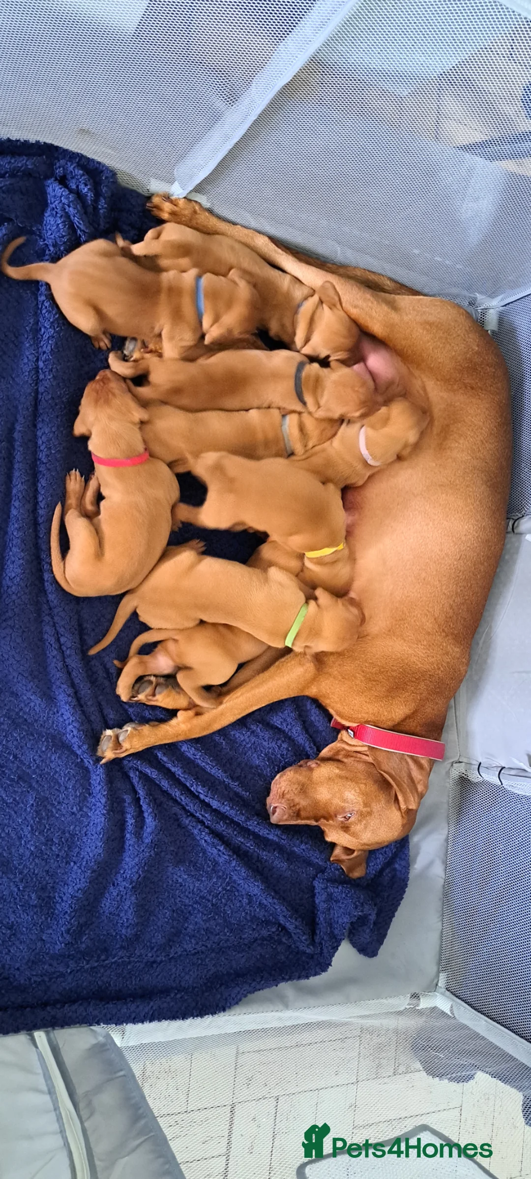 Hungarian Vizsla dogs for sale: Hungarian vizsla puppies  - Advert 2