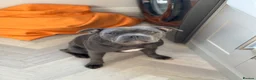 Staffordshire Bull Terrier dogs for sale: Beautiful blue Staffordshire Bull Terrier Puppies  - Advert 5