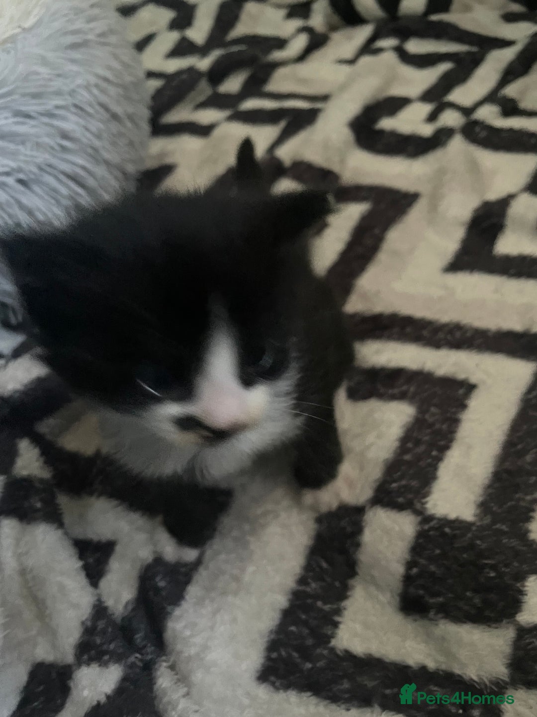 Turkish Angora cats for sale: Turkish angora kittens  - Image 16