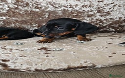 Miniature Dachshund dogs for sale: Puppy 1 boy Black & Tan  - Image 7