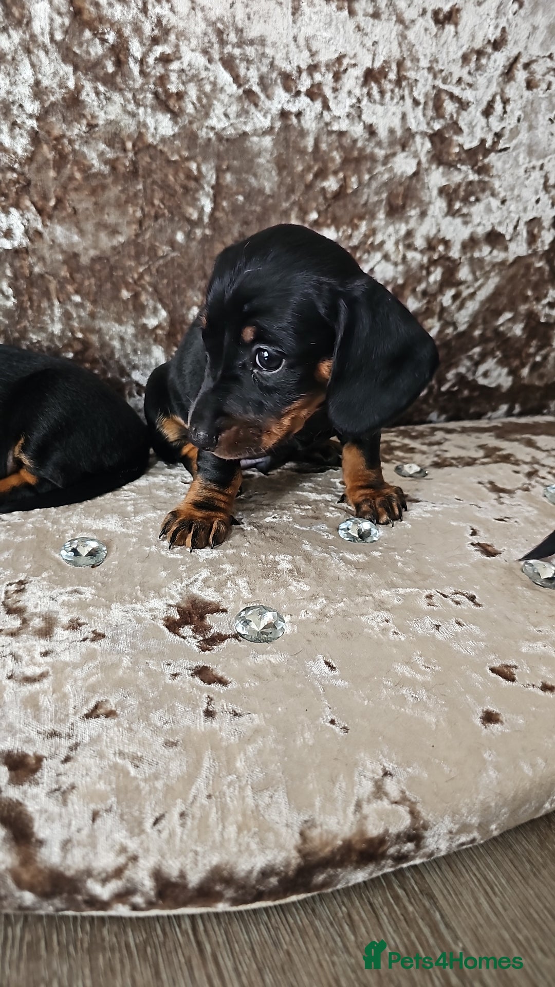Miniature Dachshund dogs for sale: Puppy 1 boy Black & Tan  - Image 7
