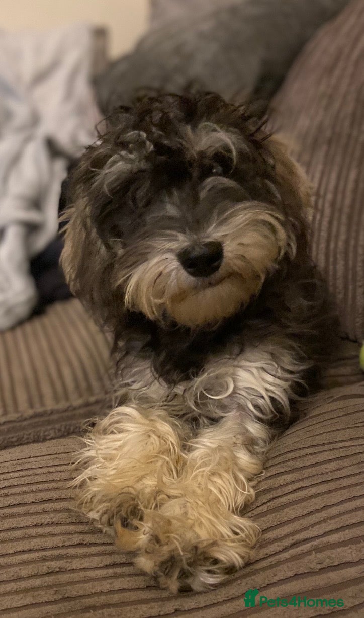 Miniature Schnauzer dogs Fantastic family dog  - Advert 1