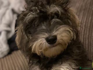 Miniature Schnauzer dogs Fantastic family dog - Advert 1