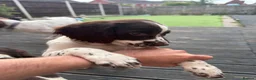 English Springer Spaniel dogs for sale: Last 3 5th Generation Liver and White ESS Puppies - Advert 17