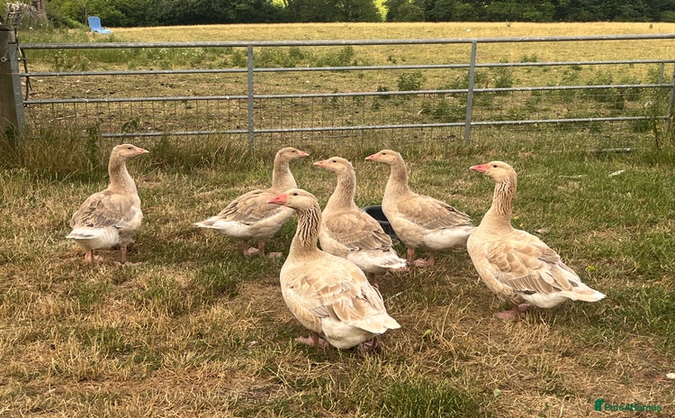 Geese poultry - Advert 1