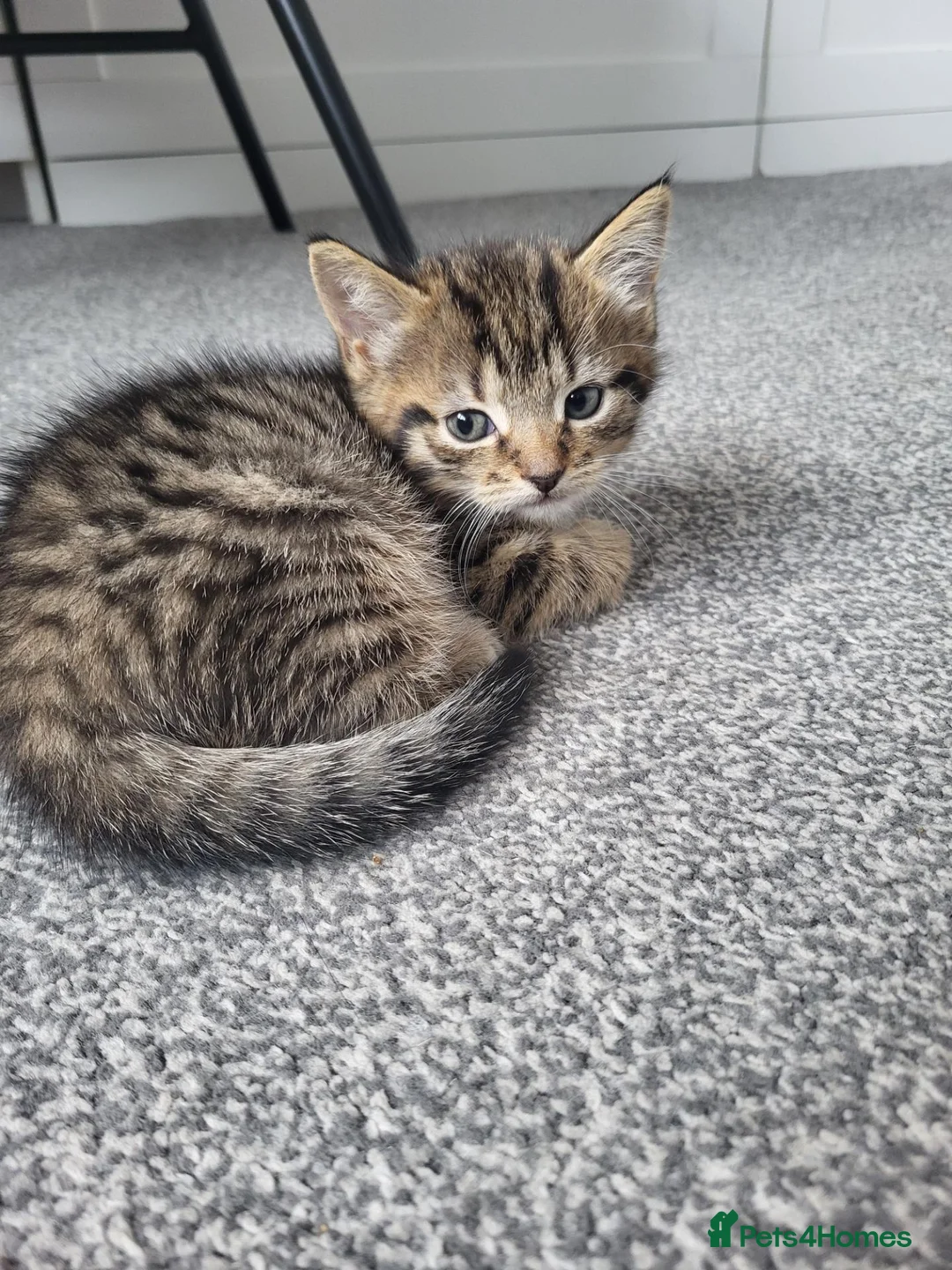 Mixed Breed cats for sale: 1 male 1 female long haired kitten - Advert 7