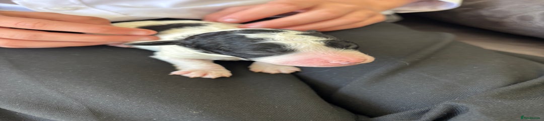 Mixed Breed Puppy 2