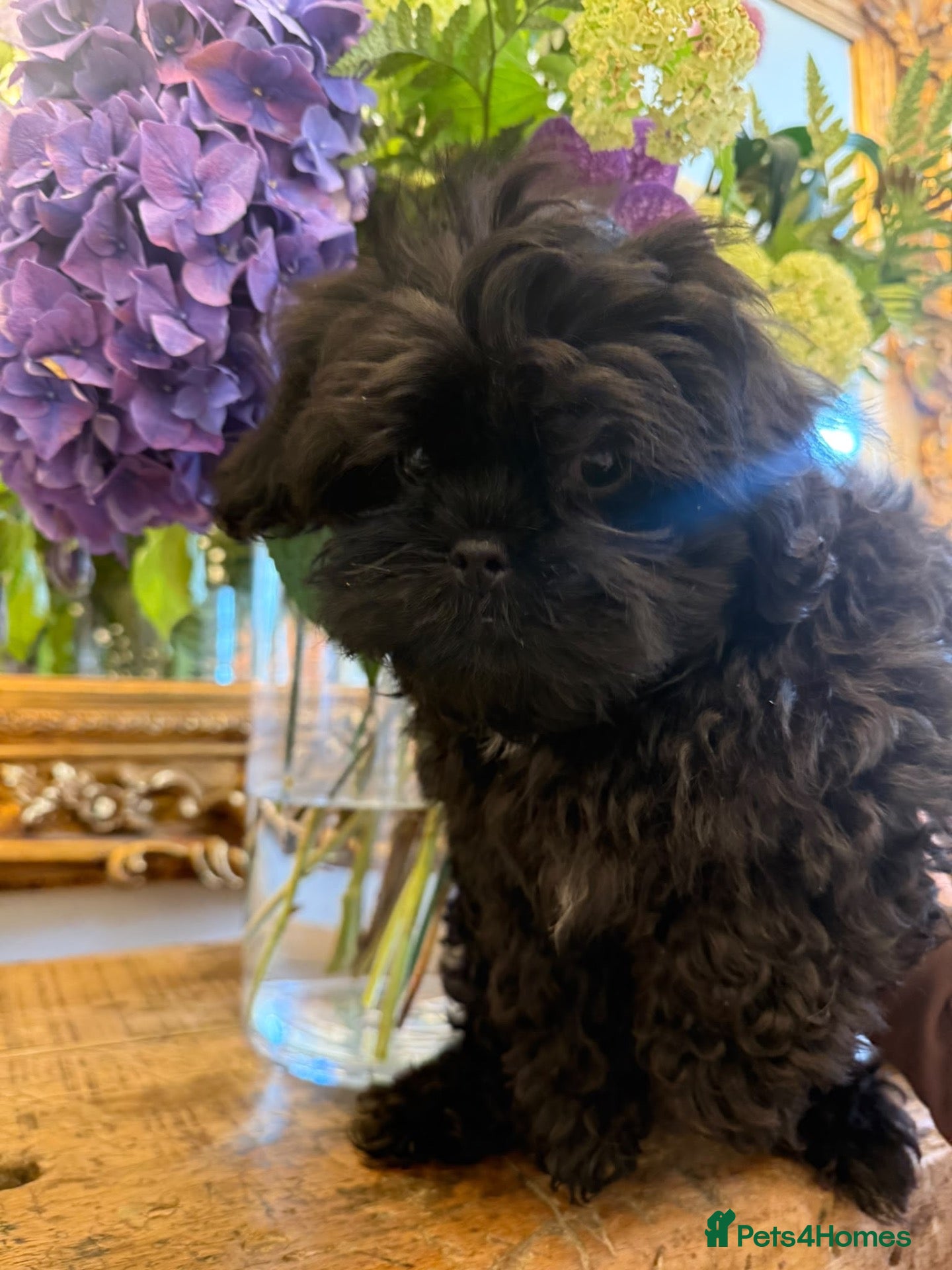 Malshi dogs Malshi beautiful fur babies.  - Advert 1