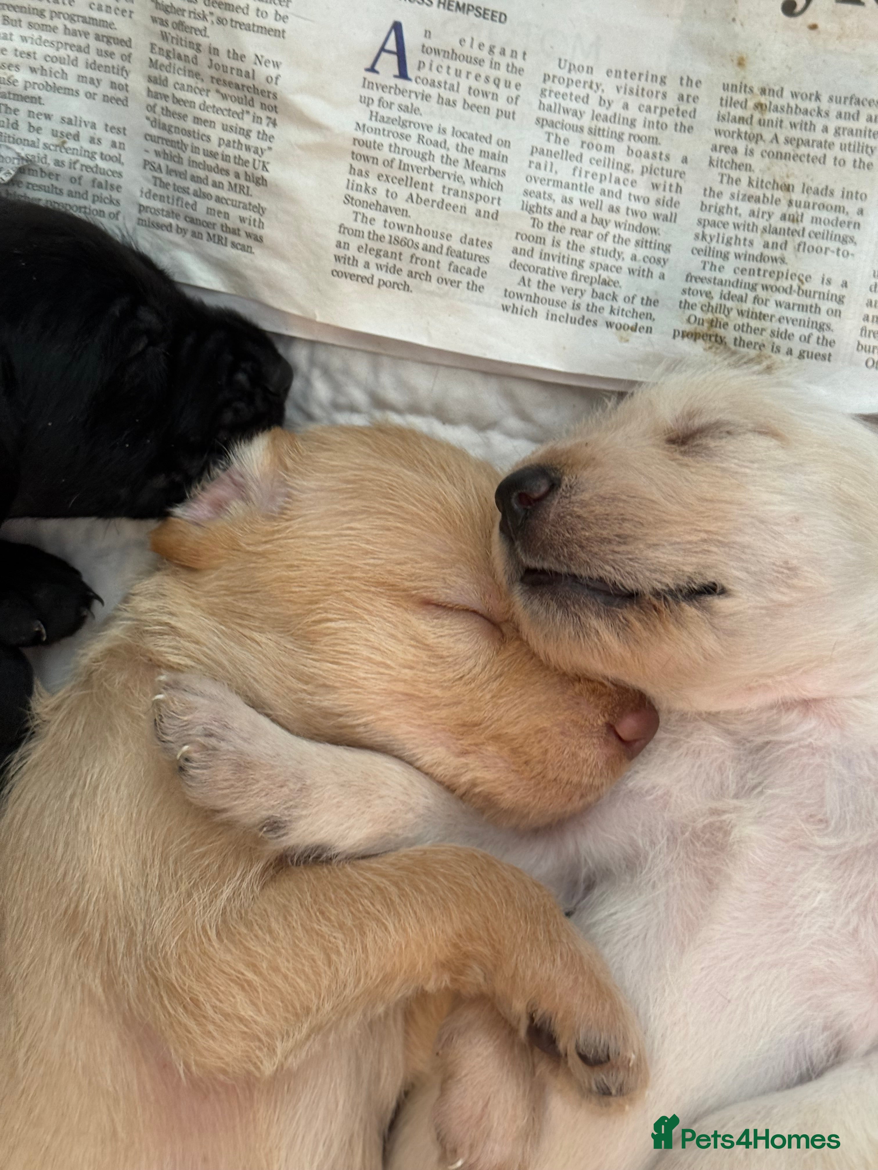 Mixed Breed dogs Pointervizsladoos -Stunning litter  - Advert 1