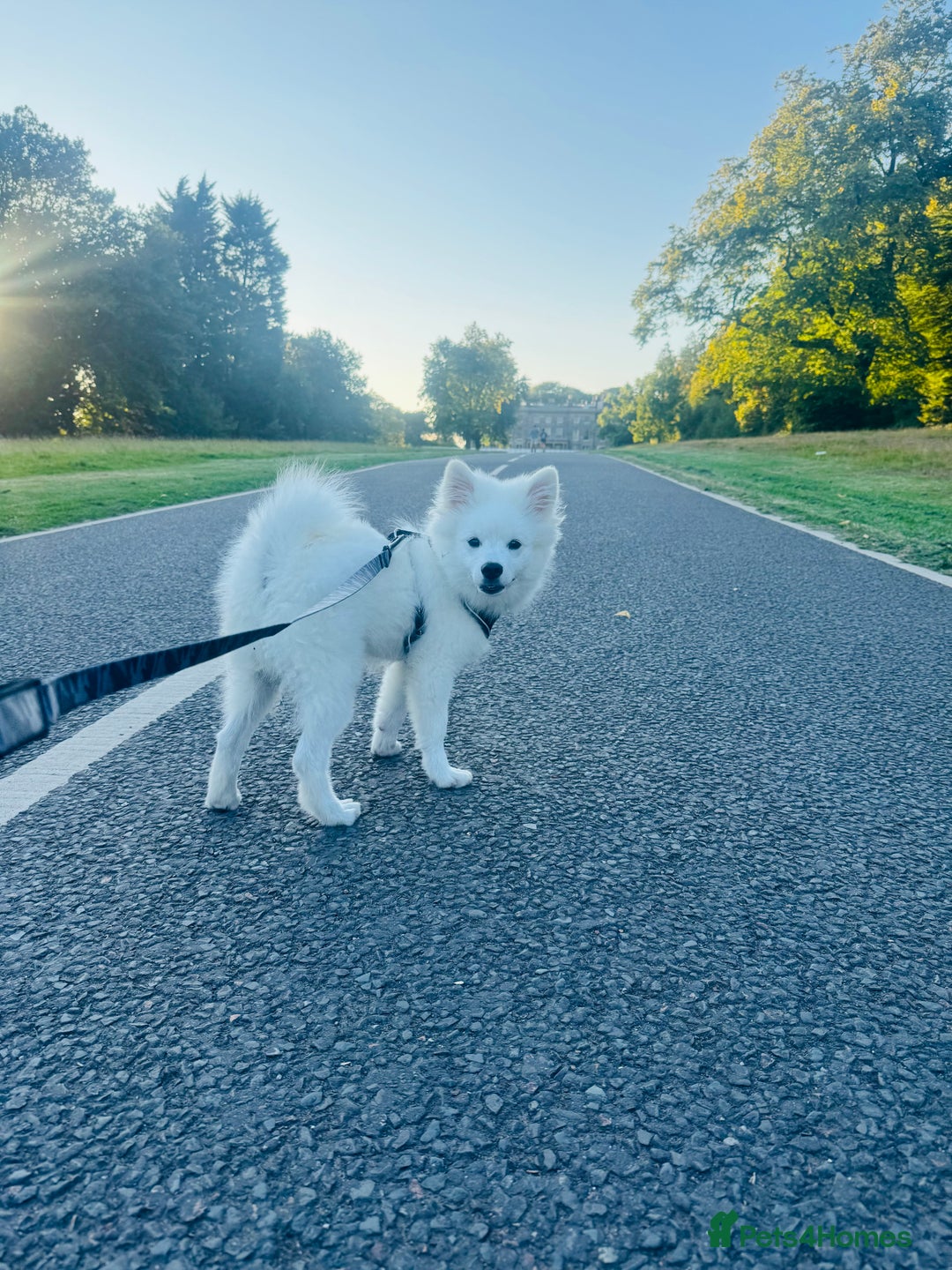 German Spitz dogs for sale: German Spitz Puppy - Image 1
