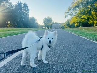 German Spitz dogs - Advert 1