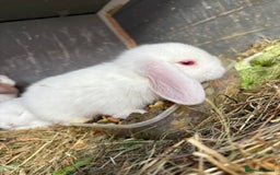 Mini Lop rabbits for sale: Mini Lops - Image 2