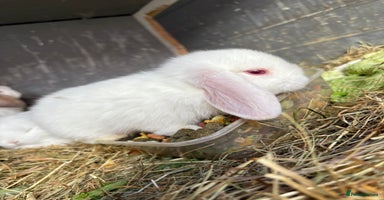 Mini Lop rabbits - Advert 7